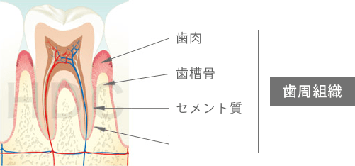 歯周組織(歯肉、歯槽骨、セメント質)