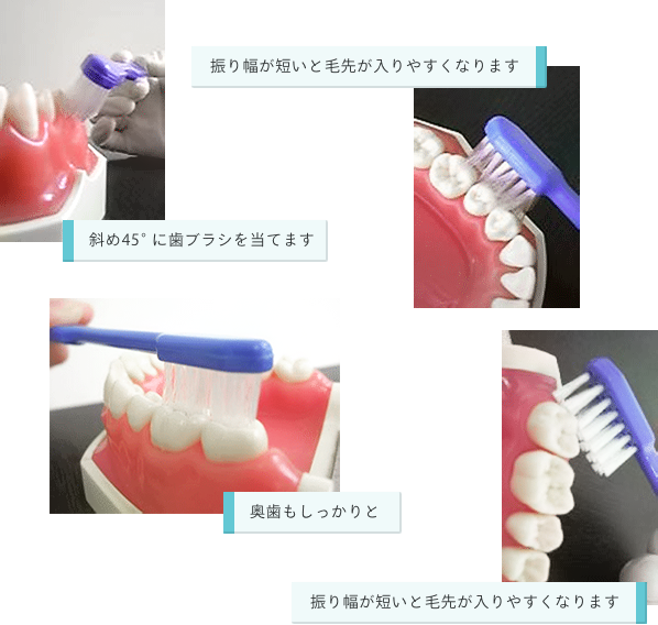 「斜め45°に歯ブラシを当てます」「振り幅が短いと毛先が入りやすくなります」「奥歯もしっかりと」「振り幅が短いと毛先が入りやすくなります」